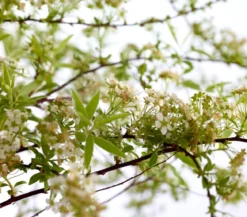 Rispenspiere 'Grefsheim'