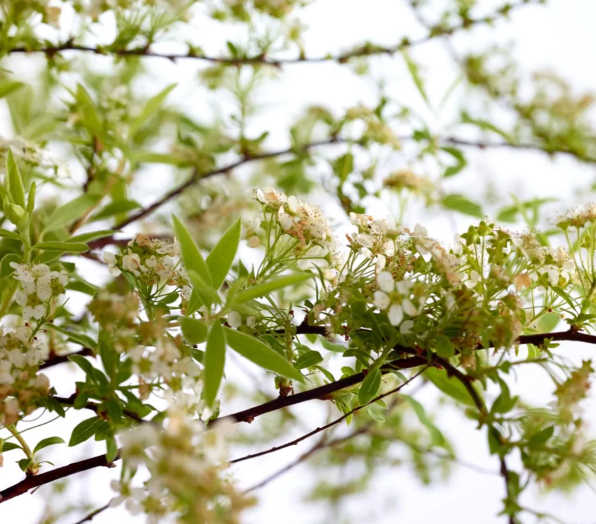Rispenspiere 'Grefsheim'