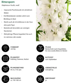 Rittersporn, verschiedene Sorten