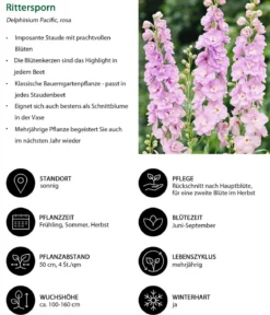 Rittersporn, verschiedene Sorten