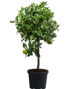 Römische Limette 'Pursha'