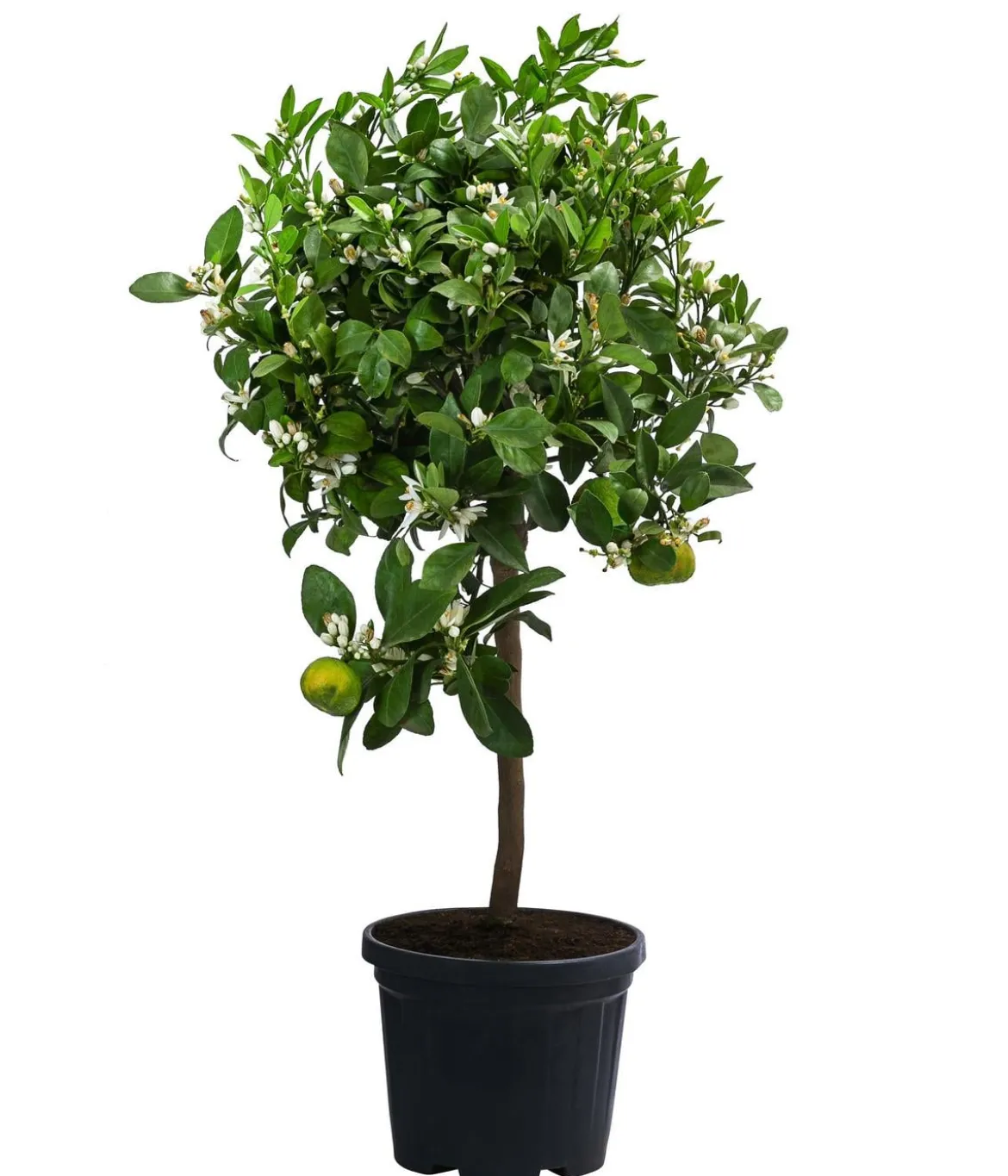 Römische Limette 'Pursha'