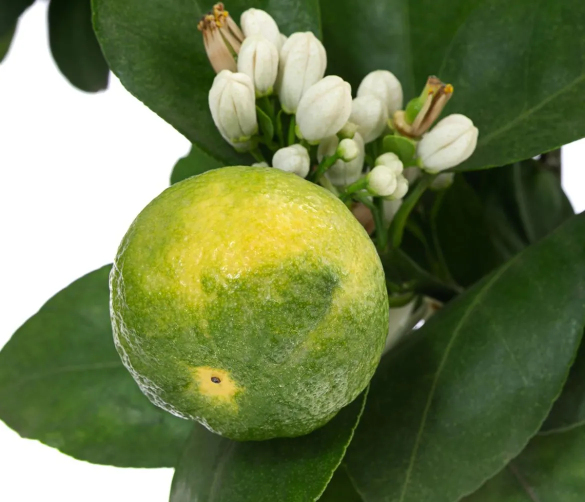 Römische Limette 'Pursha'