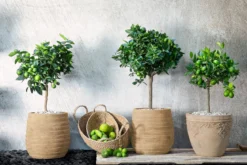 Römische Limette 'Pursha'