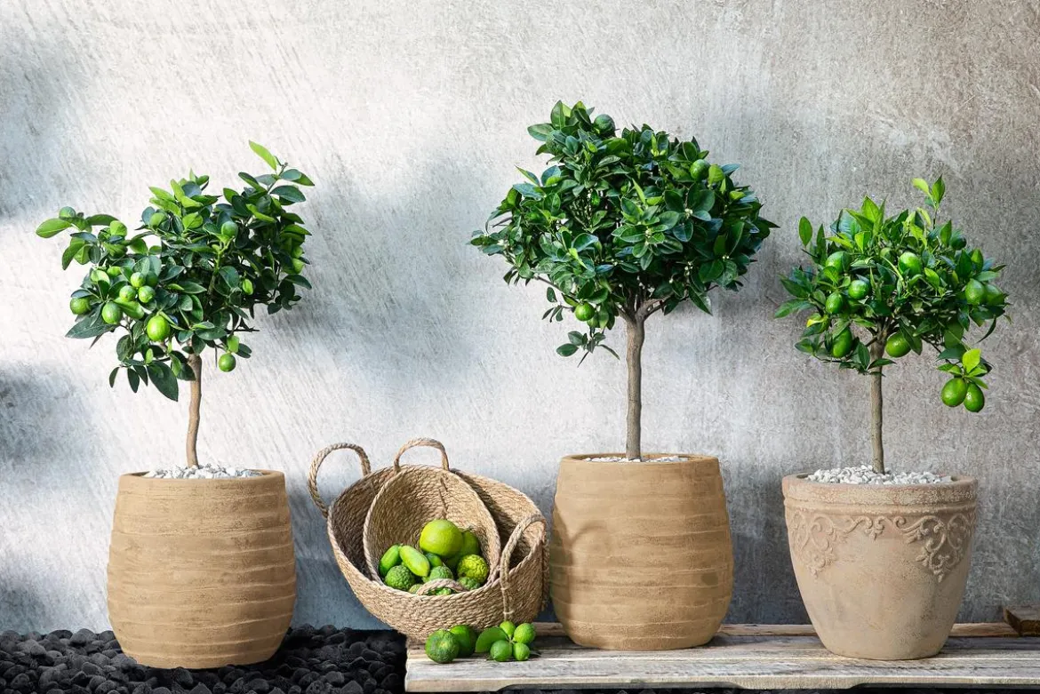 Römische Limette 'Pursha'