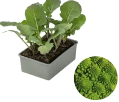 Romanesco, 6er Schale