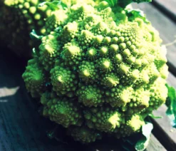 Romanesco, 6er Schale