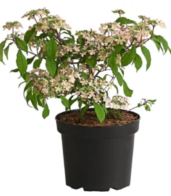 Rosa Etagen-Schneeball 'Molly Schroeder'
