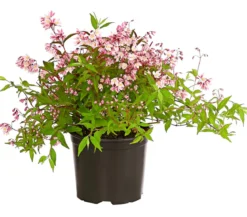 Rosa Maiblumenstrauch - Deutzie 'Yuki Cherry Blossom®'