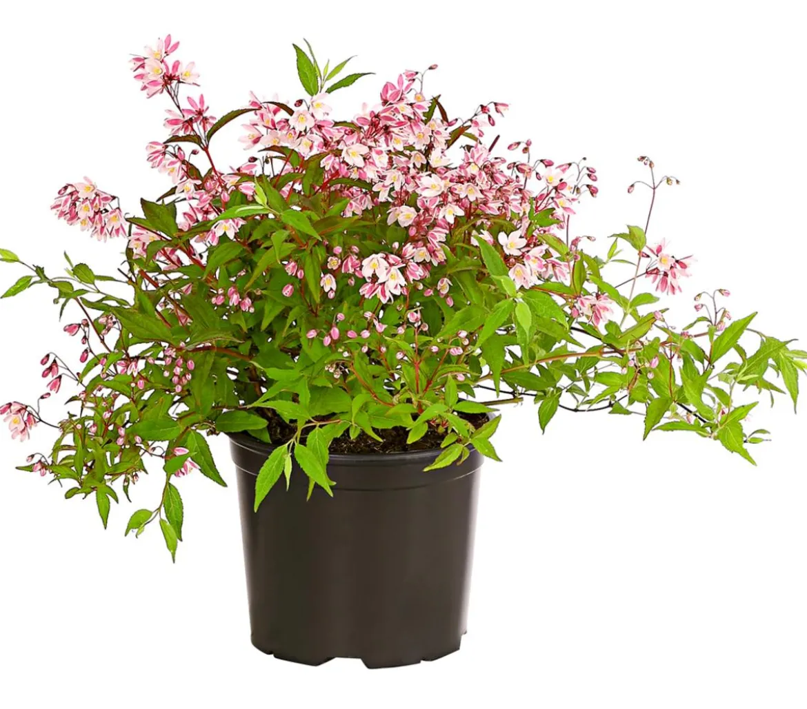 Rosa Maiblumenstrauch - Deutzie 'Yuki Cherry Blossom®'