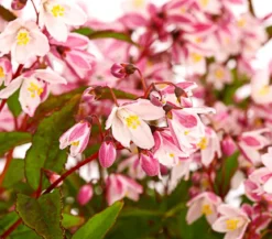 Rosa Maiblumenstrauch - Deutzie 'Yuki Cherry Blossom®'