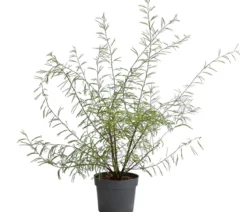 Rosa Puderquastenstrauch
