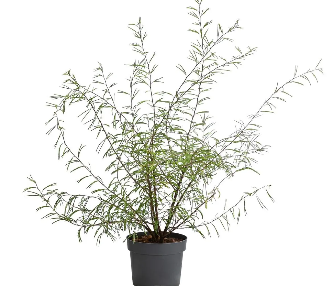 Rosa Puderquastenstrauch