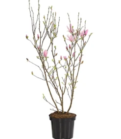 Rosa Stern-Magnolie 'George Henry Kern'