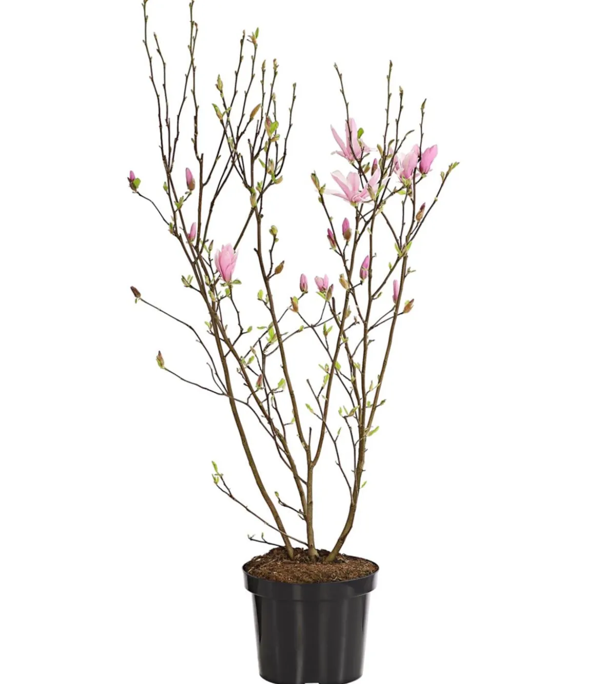 Rosa Stern-Magnolie 'George Henry Kern'