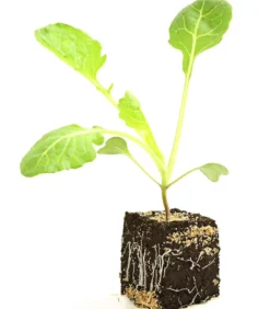 Rosenkohl, 12er Schale