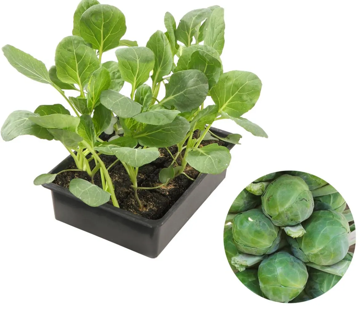 Rosenkohl, 12er Schale