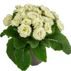 Rosenprimel 'Belarina', verschiedene Farben