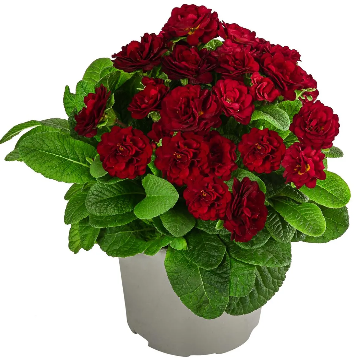 Rosenprimel 'Belarina', verschiedene Farben
