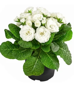 Rosenprimel 'Belarina', verschiedene Farben