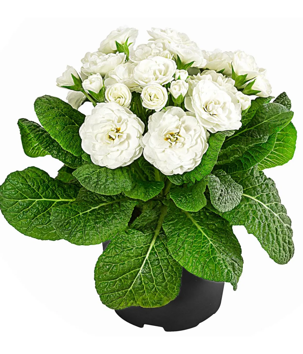 Rosenprimel 'Belarina', verschiedene Farben