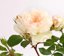 Rosen, verschiedene Sorten