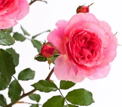 Rosen, verschiedene Sorten