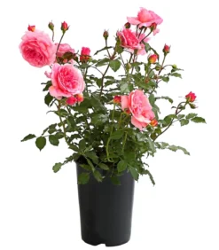 Rosen, verschiedene Sorten