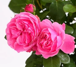 Rosen, verschiedene Sorten