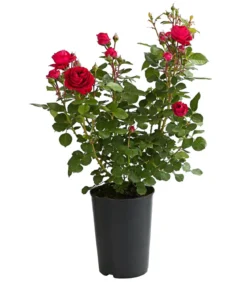 Rosen, verschiedene Sorten