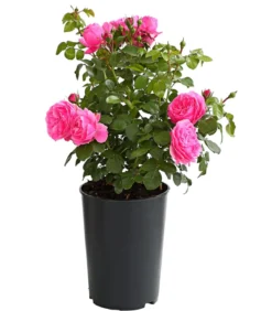 Rosen, verschiedene Sorten