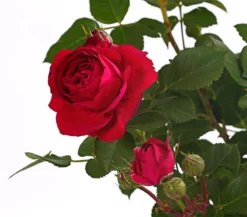 Rosen, verschiedene Sorten