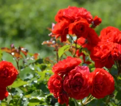Rosen, verschiedene Sorten