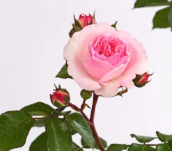Rosen, verschiedene Sorten