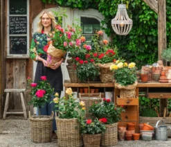 Rosen, verschiedene Sorten