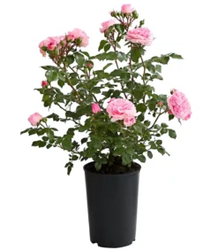 Rosen, verschiedene Sorten