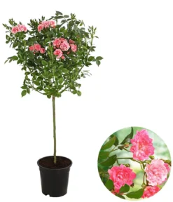 Rose 'The Fairy®', Stämmchen