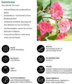 Rose 'The Fairy®', Stämmchen