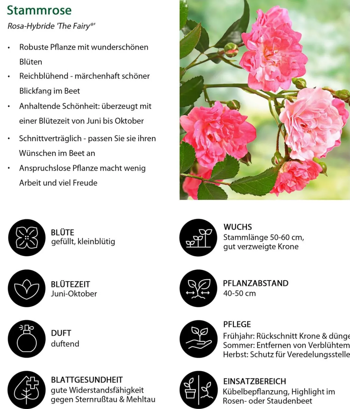 Rose 'The Fairy®', Stämmchen