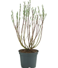 Rosmarinweide