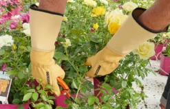 Rostaing Lederhandschuh Roseraie