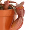 Rotblättrige Kannenpflanze - Nepenthes