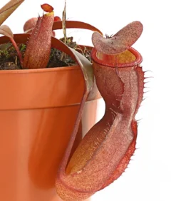 Rotblättrige Kannenpflanze - Nepenthes