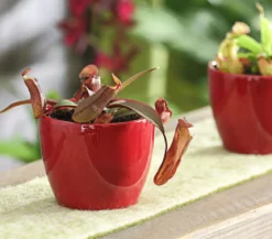 Rotblättrige Kannenpflanze - Nepenthes