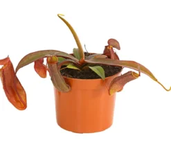 Rotblättrige Kannenpflanze - Nepenthes