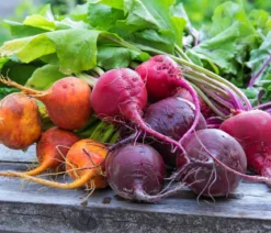 Rote Bete, Rote Rübe, bunt, 12er Schale