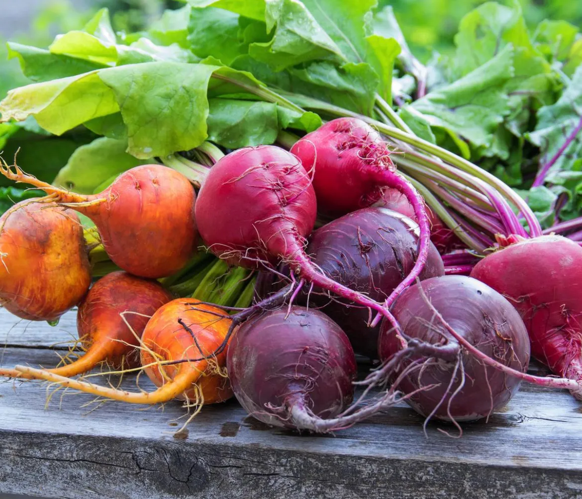 Rote Bete, Rote Rübe, bunt, 12er Schale