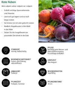 Rote Bete, Rote Rübe, bunt, 12er Schale