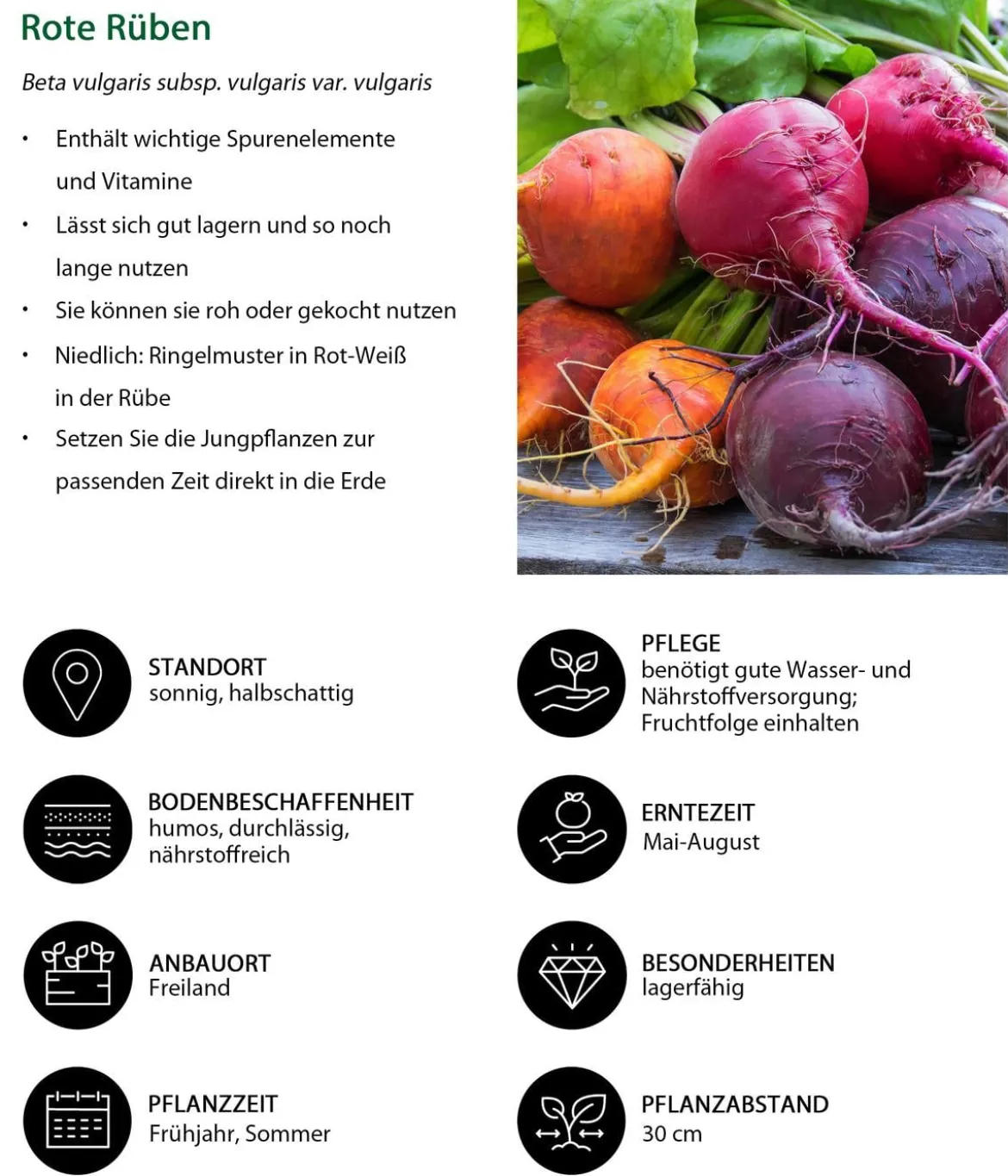 Rote Bete, Rote Rübe, bunt, 12er Schale