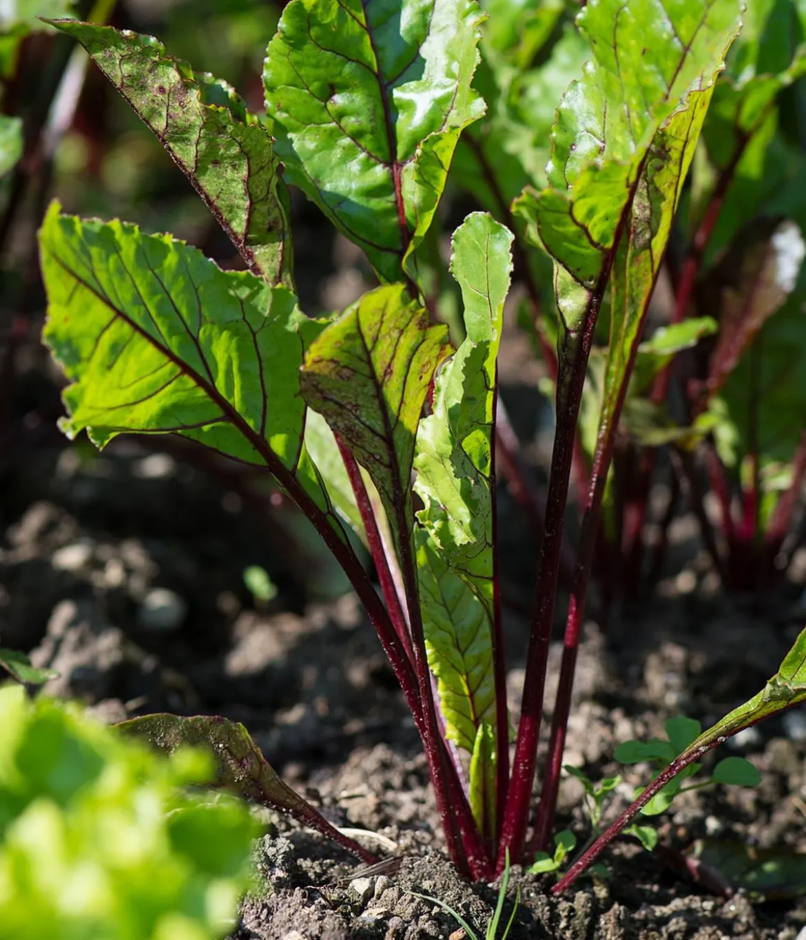 Rote Bete, Rote Rübe, bunt, 12er Schale